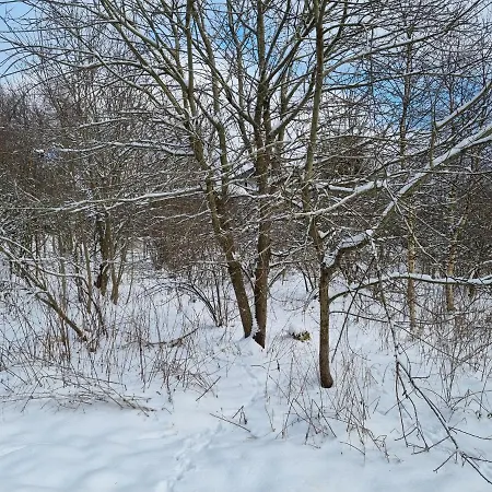 Appartement Rakké Kiefernweg Winterberg Extérieur photo